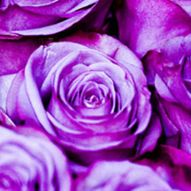 ddos攻击在哪能买到